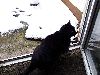 katze_samira_januar_1011.gif