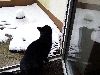 katze_samira_januar_1013.gif