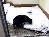 katze_samira_januar_1015.gif