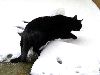 katze_samira_januar_1016.gif