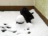 katze_samira_januar_1019.gif