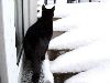 katze_samira_januar_1021.gif