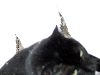 katze_samira_januar_1025.gif