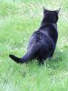 katze-samira-fruehjahr-2009-31.jpg