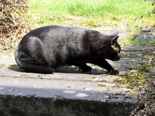 Klicken für Bild in voller Größe