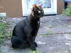 katze-samira-sommer-2009-047.jpg