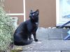 samira-katze-fruehling-2008-009.jpg