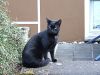 samira-katze-fruehling-2008-010.jpg